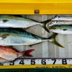 火遠理丸(ほおりまる) 釣果