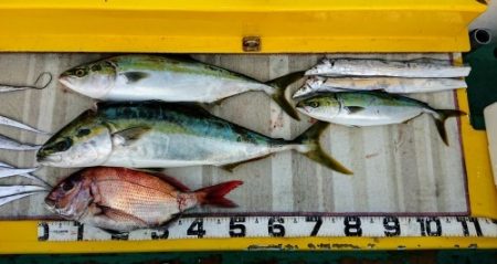 火遠理丸(ほおりまる) 釣果