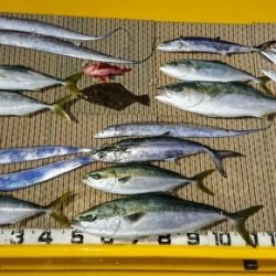 火遠理丸(ほおりまる) 釣果