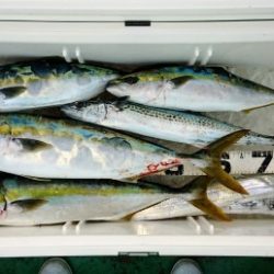 火遠理丸（ほおりまる） 釣果