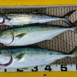 火遠理丸(ほおりまる) 釣果