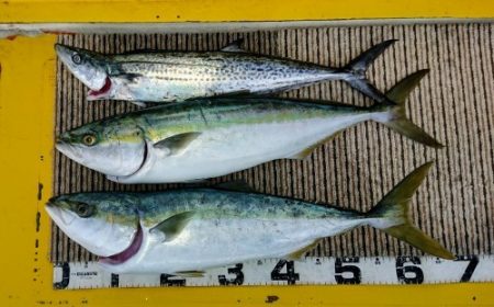 火遠理丸(ほおりまる) 釣果