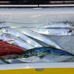 火遠理丸(ほおりまる) 釣果