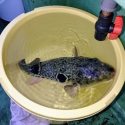 火遠理丸(ほおりまる) 釣果