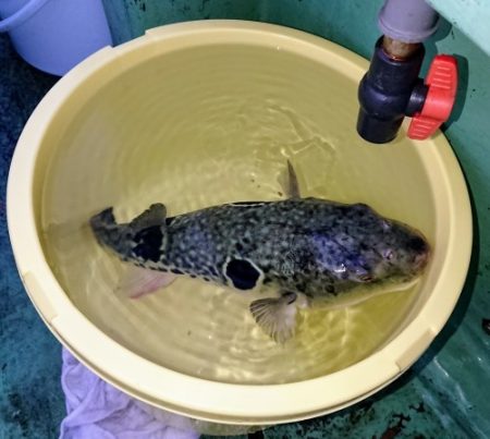 火遠理丸(ほおりまる) 釣果