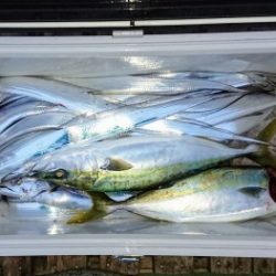 火遠理丸(ほおりまる) 釣果