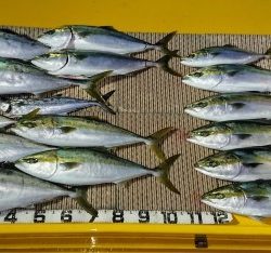 火遠理丸(ほおりまる) 釣果