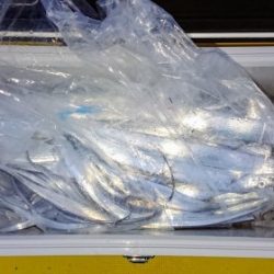 火遠理丸(ほおりまる) 釣果