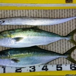 火遠理丸(ほおりまる) 釣果