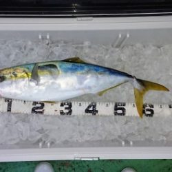 火遠理丸(ほおりまる) 釣果