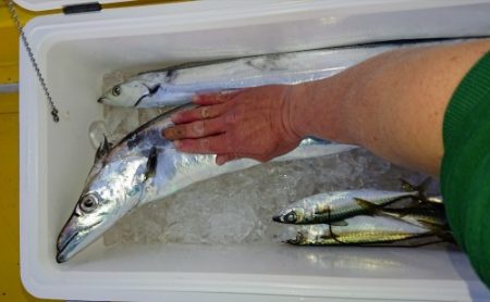 火遠理丸(ほおりまる) 釣果