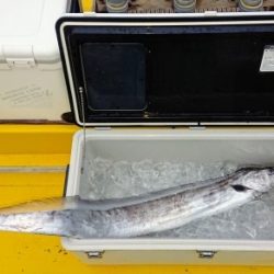 火遠理丸(ほおりまる) 釣果