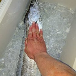 火遠理丸(ほおりまる) 釣果