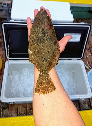 火遠理丸(ほおりまる) 釣果