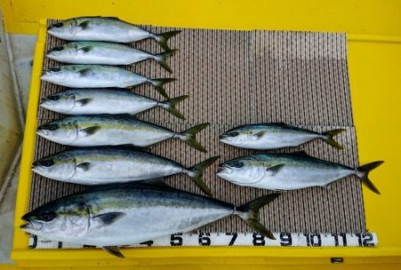 火遠理丸（ほおりまる） 釣果