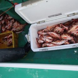 第二むつ漁丸 釣果