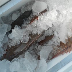 こうゆう丸 釣果