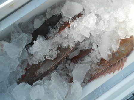 こうゆう丸 釣果