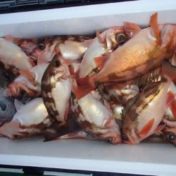 第二むつ漁丸 釣果