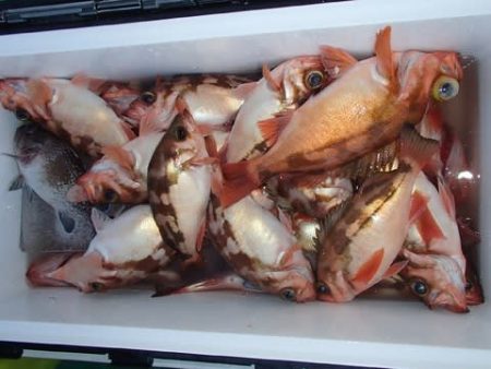 第二むつ漁丸 釣果