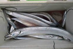 久里浜黒川本家 釣果