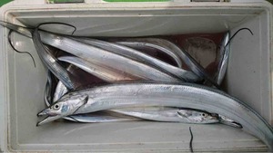 久里浜黒川本家 釣果