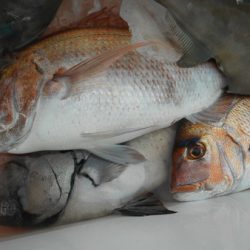 こうゆう丸 釣果