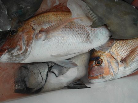 こうゆう丸 釣果