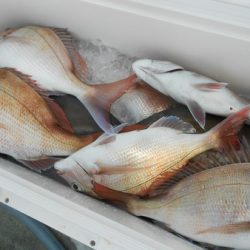 こうゆう丸 釣果