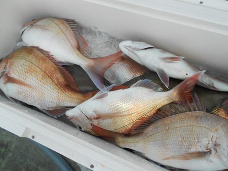 こうゆう丸 釣果