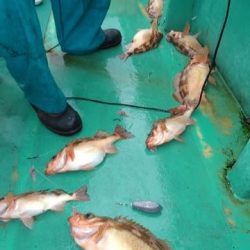 第二むつ漁丸 釣果