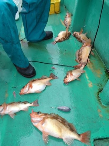 第二むつ漁丸 釣果