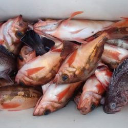 第二むつ漁丸 釣果