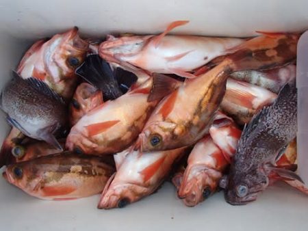 第二むつ漁丸 釣果