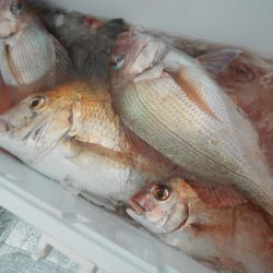 こうゆう丸 釣果