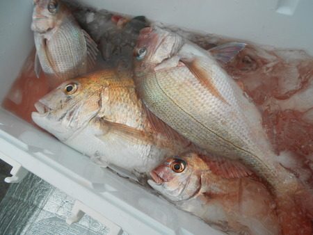 こうゆう丸 釣果