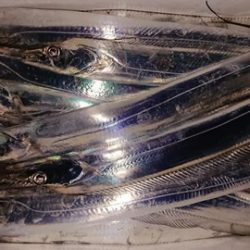 スカイマリン 釣果