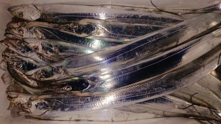 スカイマリン 釣果