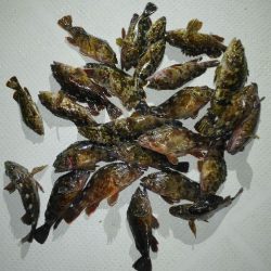 TOPGUN名古屋 釣果