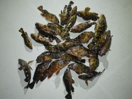 TOPGUN名古屋 釣果