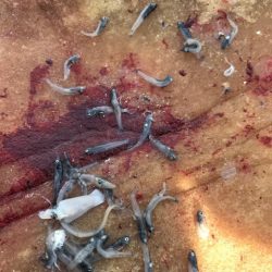 へいみつ丸 釣果