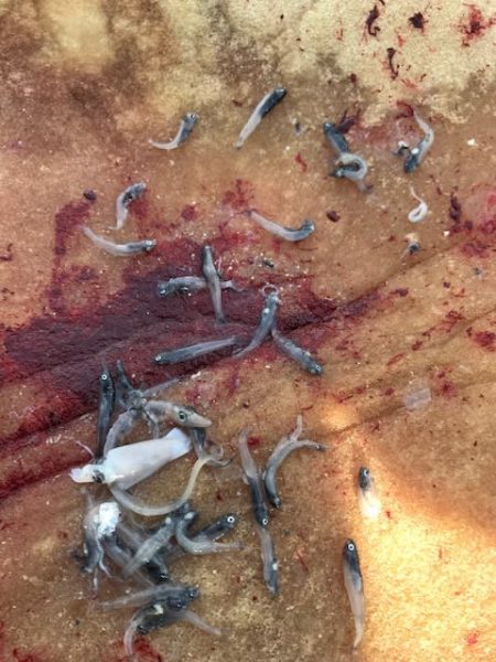 へいみつ丸 釣果