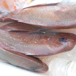 こうゆう丸 釣果