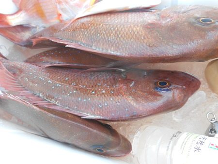 こうゆう丸 釣果