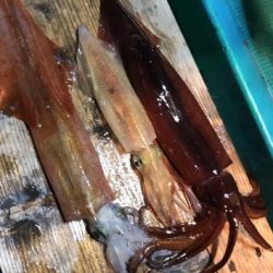 ハヤブサ　乱舞SS＆超攻撃型メタルスッテで三重県のイカメタル！