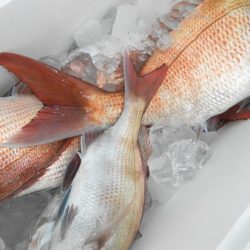 こうゆう丸 釣果