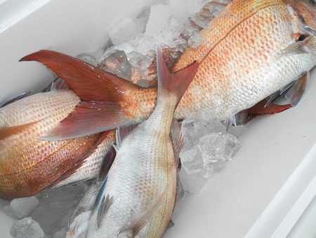 こうゆう丸 釣果