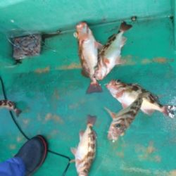 第二むつ漁丸 釣果