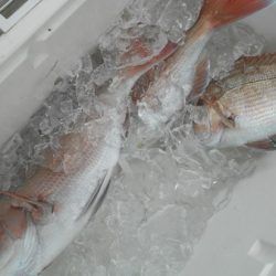 こうゆう丸 釣果