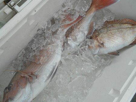 こうゆう丸 釣果